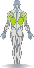Kabelzug Frontdrücken mit gestreckten Armen Muskeln Rückseite