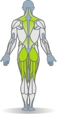 Barbell Zercher Squat Muscles Rear