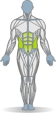 Mat Plank, Side, Leg Raise Muscles Front