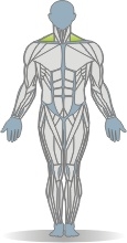 Cable Reverse Fly, Standing, One Arm Muscles Front