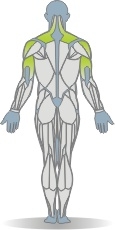 Kurzhantel Schulterdrücken, stehend, einarmig Muskeln Rückseite