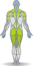 Langhantel Kniebeuge, überkopf Muskeln Rückseite