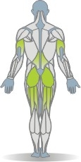 Balance Pad Hip Extension, Quadruped Muscles Rear
