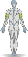Kabelzug Brustpresse, sitzend, einarmig, Rotation Muskeln Rückseite