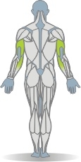 Hantelscheibe Armstrecken, sitzend Muskeln Rückseite