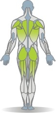 Matte Ellenbogendrücken, Rückenlage Muskeln Rückseite