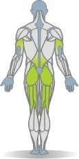 Matte Beinheben, Liegestützposition Muskeln Rückseite