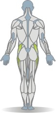 Matte Beinheben, Seitlage, einbeinig, vorn Muskeln Rückseite