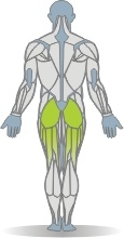 Kabelzug Hüftstrecken, stehend Muskeln Rückseite