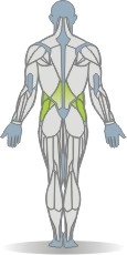 Matte Oberkörperrotation, sitzend Muskeln Rückseite