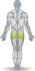 Elastic Band Abduktion, gestrecktes Bein, Variante2 Muskeln Rckseite