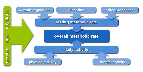 metabolic_rate_01