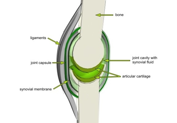 synovial_joint_composition_01