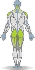 Langhantel Kniebeuge, Front Muskeln Rückseite