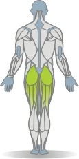 Eigengewicht Kniebeuge, Split Muskeln Rückseite