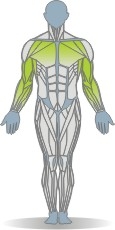 Indoor Cardio Arm Ergometer Muscles Front