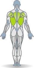 Klettergerüst Klimmzug, neutraler Griff Muskeln Rückseite
