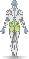 Mat Side Bend, Lateral, Leg Raise Muscles Rear