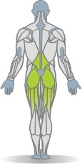 TRIMMFIT Hüftstrecken, Bauchlage Muskeln Rückseite