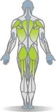Balance Pad Rückenpressen, diagonal, Bauchlage Muskeln Rückseite