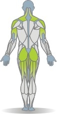 Tube Kniebeuge, mit Schulterpressen Muskeln Rückseite