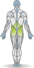 Matte Hüftrotation, liegend Muskeln Rückseite
