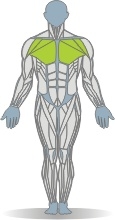 No Equipment Standing, Arms Behind Muscles Front