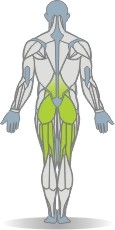 Eigengewicht Beinheben, Bauchlage Muskeln Rückseite