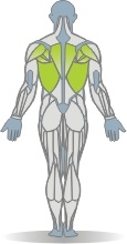 TRIMMFIT Rudern, Level 3 Muskeln Rückseite