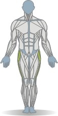 Matte Beinheben, Seitlage, einbeinig, vorn Muskeln Vorderseite