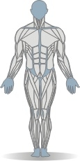 Mat Leg Flexion, Quadruped Muscles Front