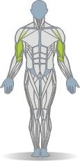 Kabelzug Armbeugen, stehend, einarmig, von hinten Muskeln Vorderseite