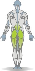 Matte Schulterbrücke, Beinstrecken Muskeln Rückseite