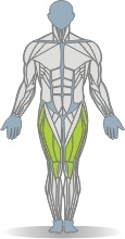 Lever Leg Extension, Single Leg Muscles Front