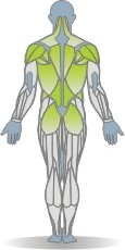 Elastic Band Oberkörperrotation Muskeln Rückseite