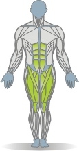 Sled Hack Squat, Single Leg Muscles Front