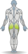 Balance Pad Abduktion, stehend Muskeln Rückseite