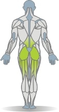 Multipresse Kniebeuge Muskeln Rückseite