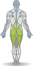 Elastic Band Shoulder Bridge, One Leg Muscles Rear