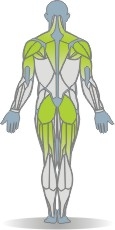 Elastic Band Körperstreckung, Vierfüsslerstand Muskeln Rückseite