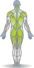 Langhantel Kreuzheben, Sumo-Stil Muskeln Rückseite